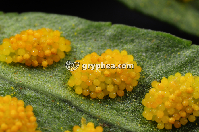 Sores sporanges et spores de Polypode x3 - gryphea.com